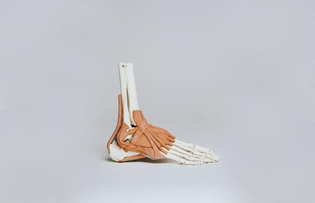 足底骨模型