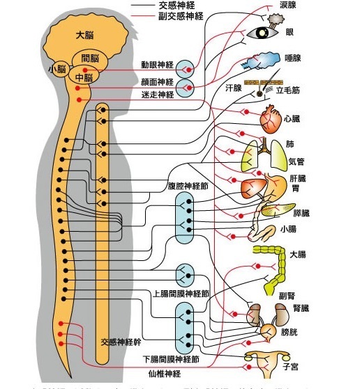 自律神経分布図