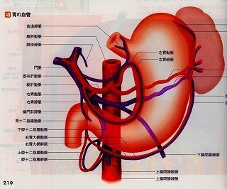 胃腸の解剖